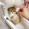 Whisker's Dreamland Bed