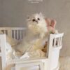 Whisker's Dreamland Bed