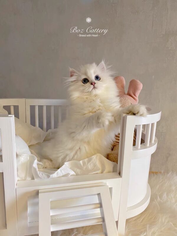 Whisker's Dreamland Bed