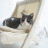 Sunny Siesta Cat Hammock