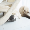 Sunny Siesta Cat Hammock