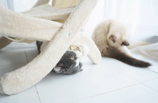 Sunny Siesta Cat Hammock