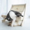 Sunny Siesta Cat Hammock