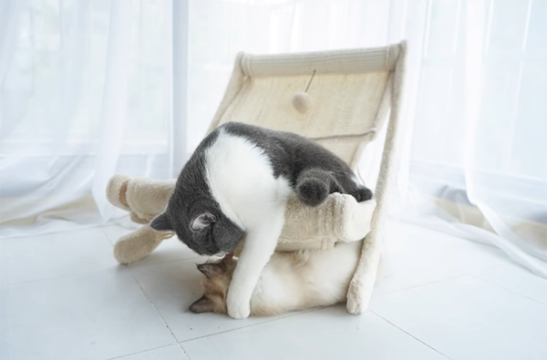 Sunny Siesta Cat Hammock