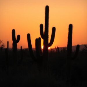Dark Cactus Sunset
