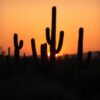 Cactus Dark Cactus Sunset