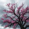 Cloud Blossom Ancient Cherry Tree