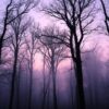 Trees Calm Twilight Forest